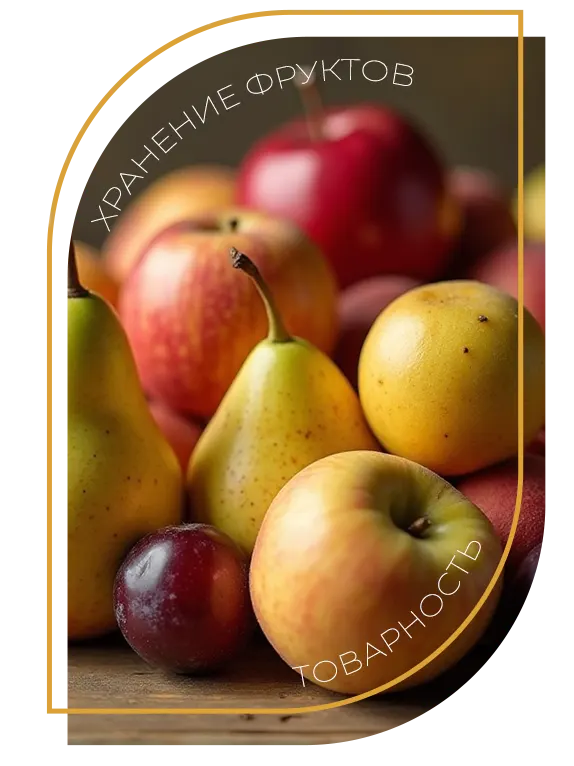 Хранение фруктов с помощью вентиляции в плодохранилище