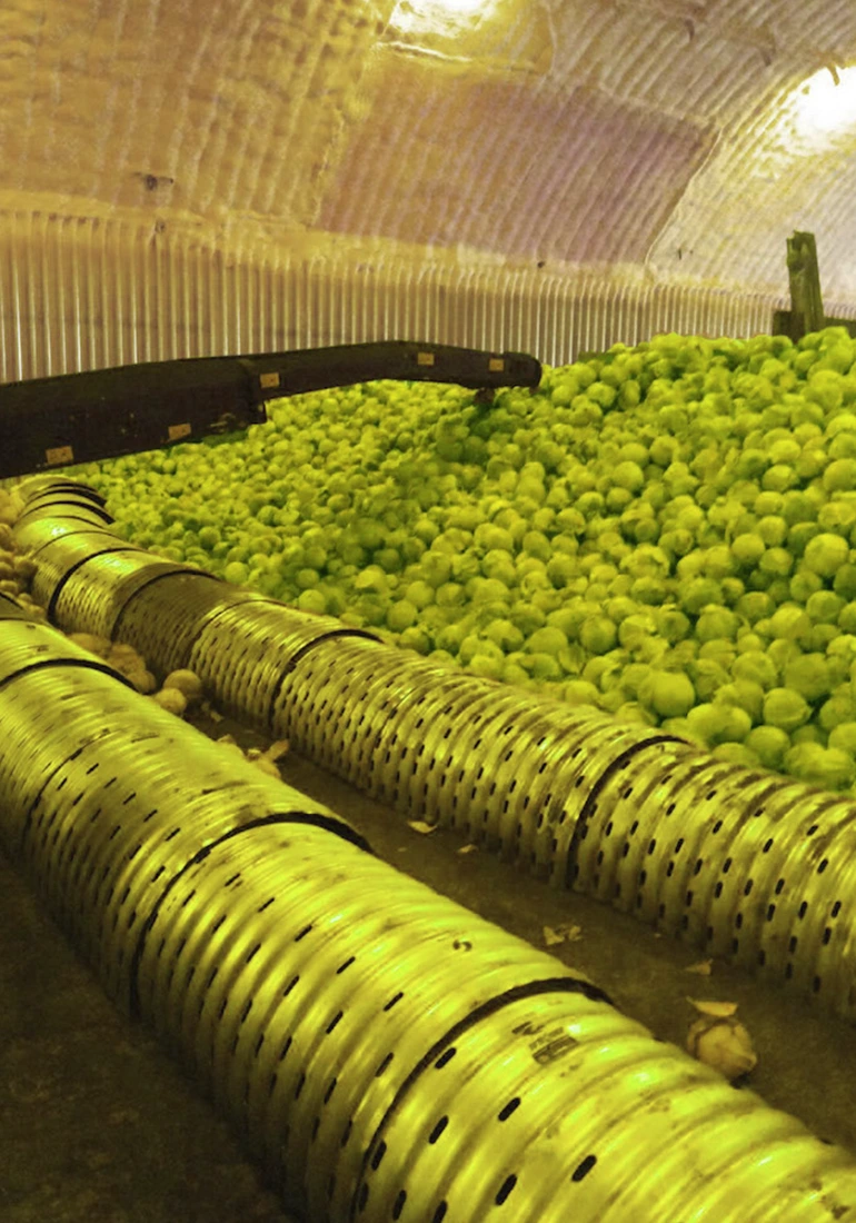 Активная вентиляция в овощехранилище с навальным хранением