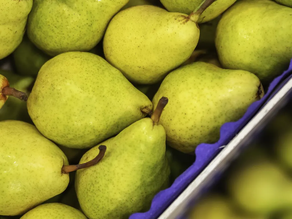 Хранение груш в фруктохранилище с вентиляцией