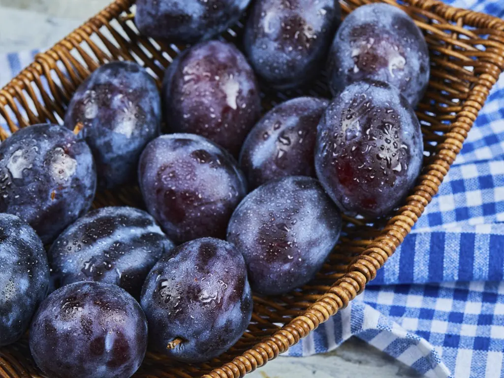 Хранение слив в плодохранилище с вентиляцией