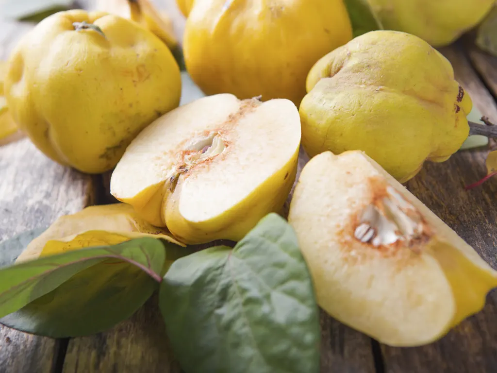 Хранение айвы в фруктохранилище с вентиляцией