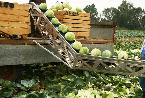 уборка капусты с поля и закладка в контейнеры