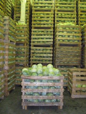 хранение капусты в контейнерах в овощехранилище