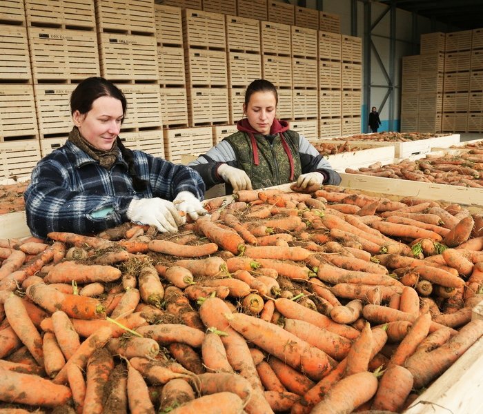 хранение моркови в контейнерах в овощехранилище