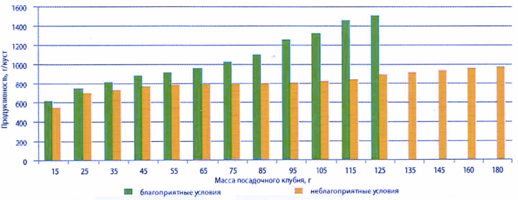 Рис. 3. Продуктив­ность растений картофеля в зависимости от крупности посадочного клубня и условий вегета­ционного периода