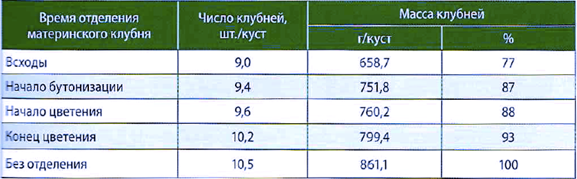 Таблица 1. Влияние отделения материн­ского клубня на продуктивность растений