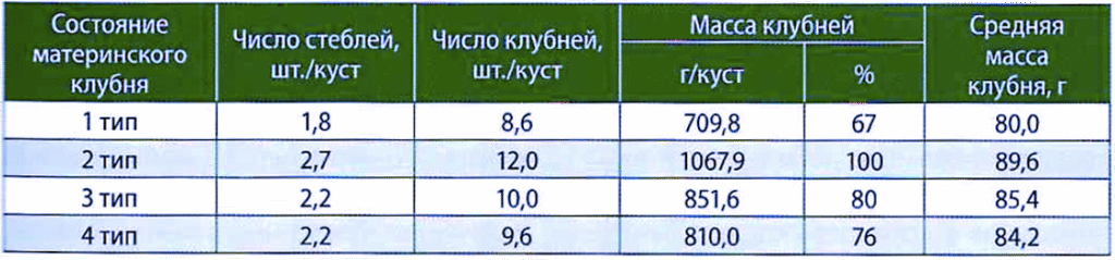 Таблица 2. Продуктив­ность растений с различным состоянием материнского клубня к уборке