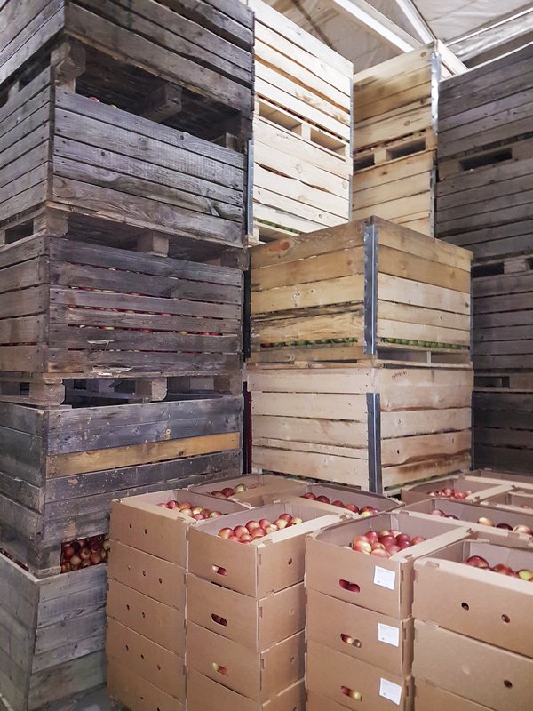 хранение яблок  в контейнерах