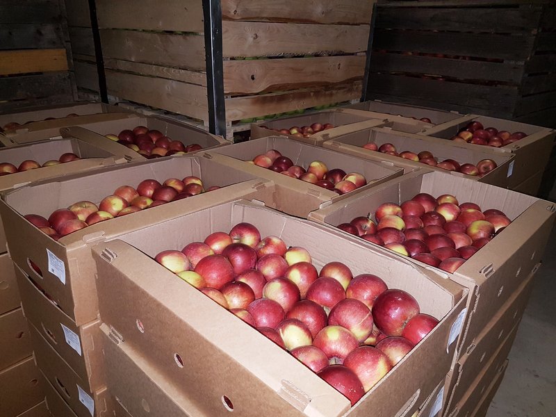 Хранение яблок в контейнерах, ФХ Януш